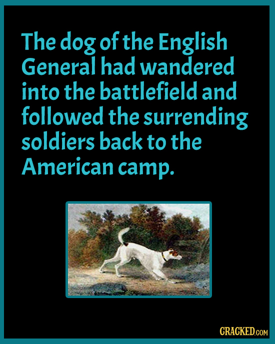 The dog of the English General had wandered into the battlefield and followed the surrending soldiers back to the American camp. CRACKED.COM