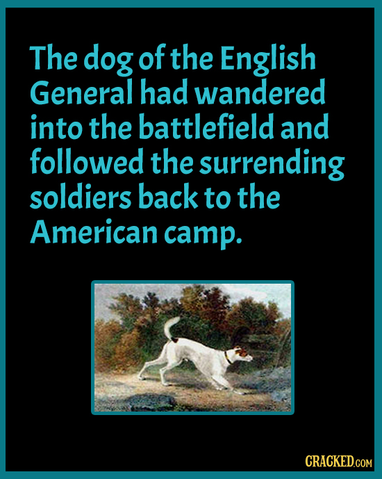 The dog of the English General had wandered into the battlefield and followed the surrending soldiers back to the American camp. CRACKED.COM 