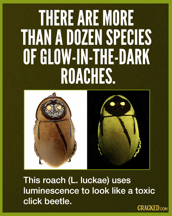 THERE ARE MORE THAN A DOZEN SPECIES OF F GLOW-IN-THE-DARK ROACHES. This roach (L. luckae) uses luminescence to look like a toxic click beetle. CRACKED