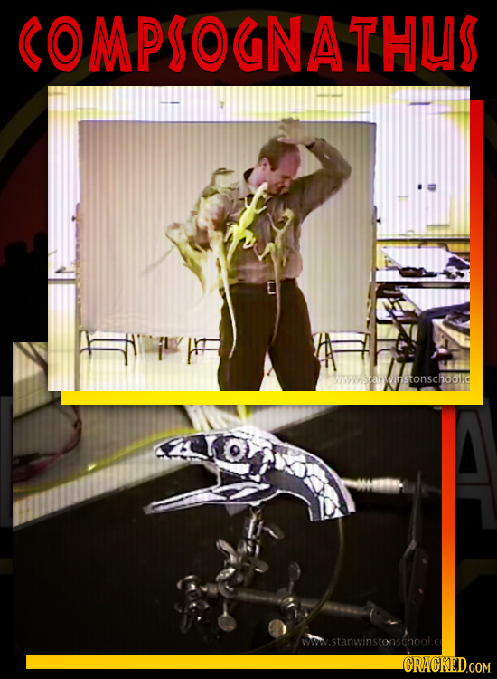 COMPSOGNATHUS WWWstarwinstonschoolld ww.stanwinstonschool.c CRACKED.COM