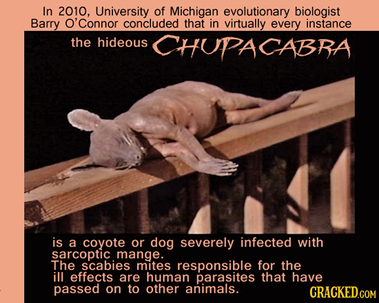 In 2010, University of Michigan evolutionary biologist Barry 'Connor concluded that in virtually every instance the hideous PACABBA is a coyote or dog