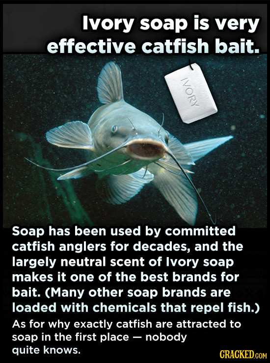 Ivory soap is very effective catfish bait. IVORY Soap has been used by committed catfish anglers for decades, and the largely neutral scent of lvory s