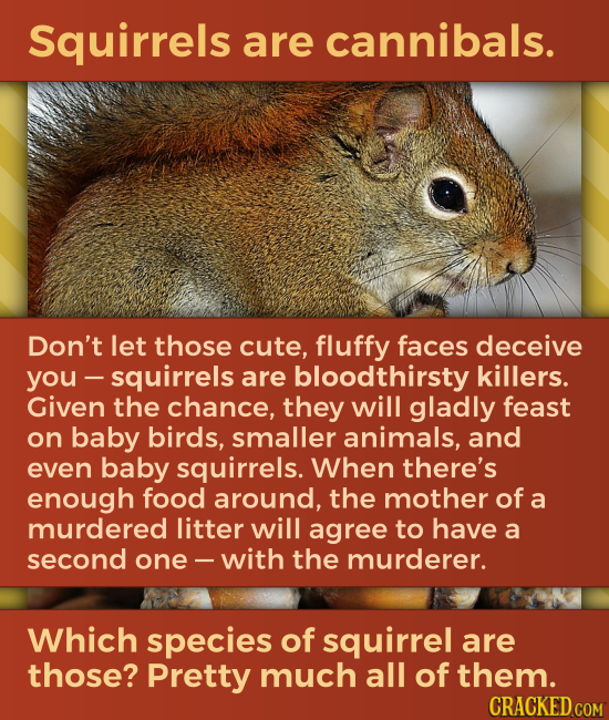 Squirrels are cannibals. Don't let those cute, fluffy faces deceive you -squirrels are bloodthirsty killers. Given the chance, they will gladly feast