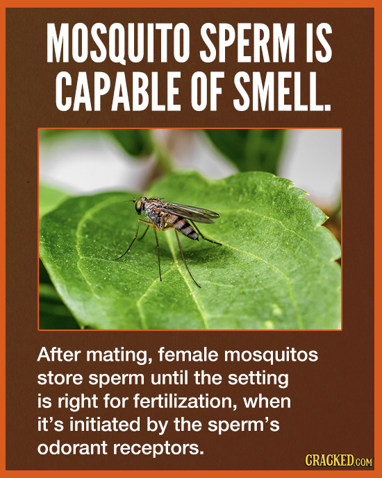 MOSQUITO SPERM IS CAPABLE OF SMELL. After mating, female mosquitos store sperm until the setting is right for fertilization, when it's initiated by th