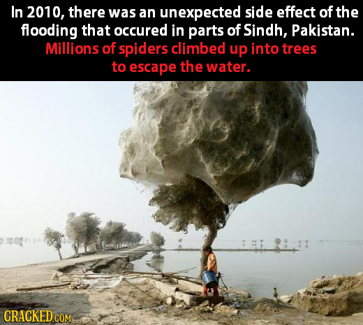 In 2010, there was an unexpected side effect of the flooding that occured in parts of Sindh, Pakistan. Millions of spiders climbed up into trees to es