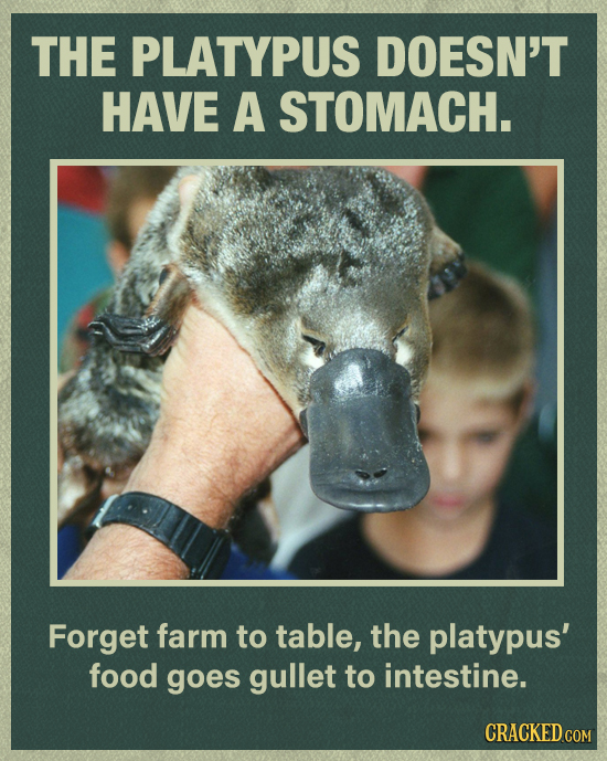 THE PLATYPUS DOESN'T HAVE A STOMACH. Forget farm to table, the platypus' food goes gullet to intestine. CRACKED COM 