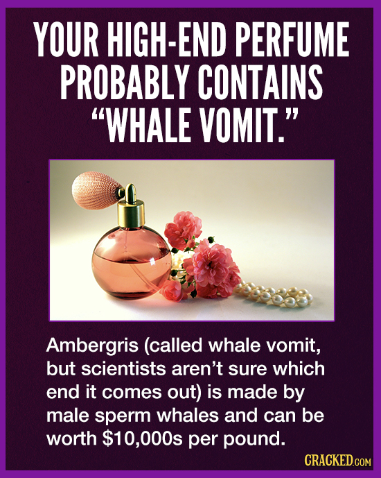 YOUR HIGH-END PERFUME PROBABLY CONTAINS WHALE VOMIT. Ambergris (called whale vomit, but scientists aren't sure which end it comes out) is made by ma