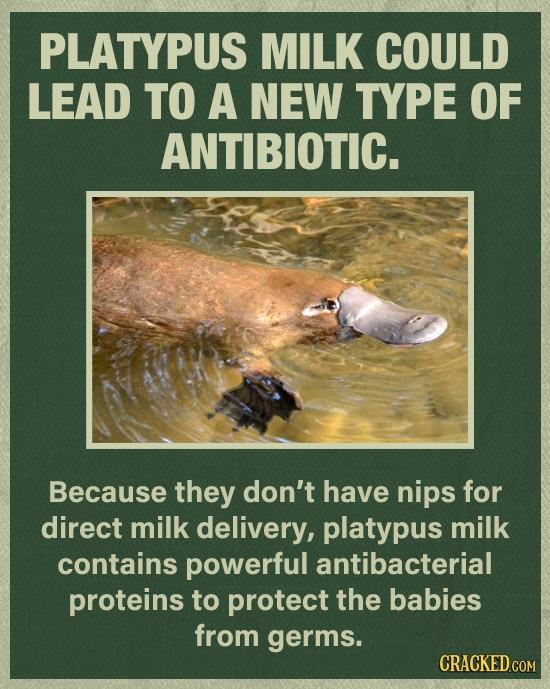 PLATYPUS MILK COULD LEAD TO A NEW TYPE OF ANTIBIOTIC. Because they don't have nips for direct milk delivery, platypus milk contains powerful antibacte