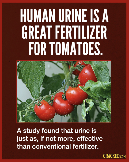 HUMAN URINE IS A GREAT FERTILIZER FOR TOMATOES. A study found that urine is just as, if not more, effective than conventional fertilizer. CRACKED.COM