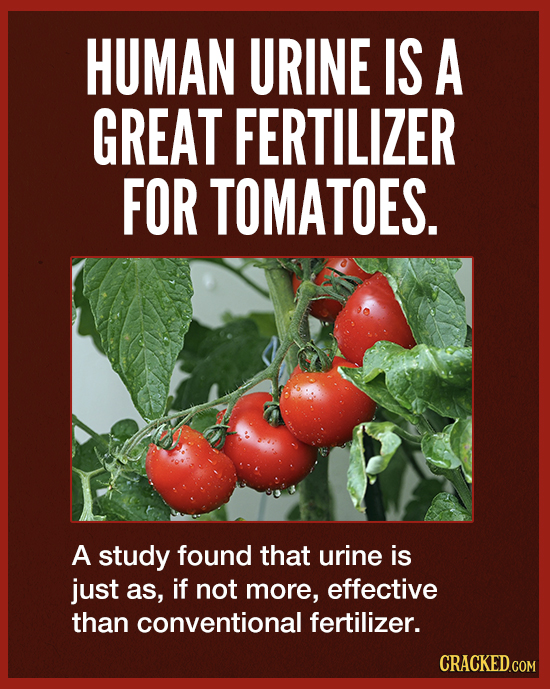 HUMAN URINE IS A GREAT FERTILIZER FOR TOMATOES. A study found that urine is just as, if not more, effective than conventional fertilizer. CRACKED.COM 
