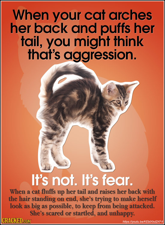 When your cat arches her back and puffs her tail, you might think that's aggression. It's not. It's fear. When a cat fluffs up her tail and raises her