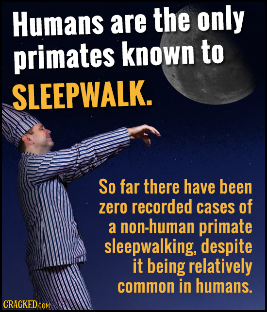 Humans are the only primates known to SLEEPWALK. So far there have been zero recorded cases of a non-human primate sleepwalking, despite it being rela