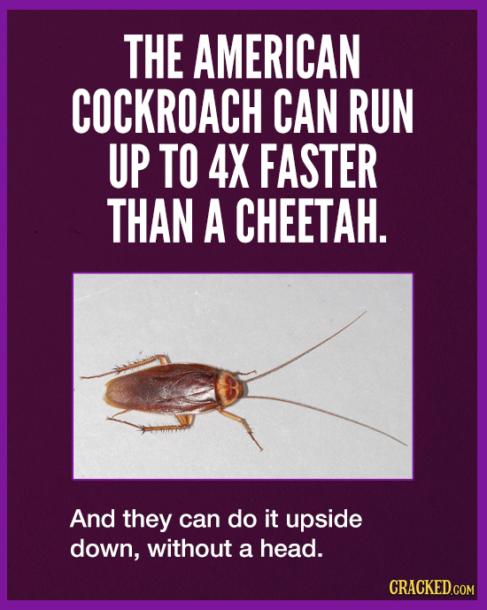 THE AMERICAN COCKROACH CAN RUN UP TO 4X FASTER THAN A CHEETAH. And they can do it upside down, without a head. CRACKED.COM