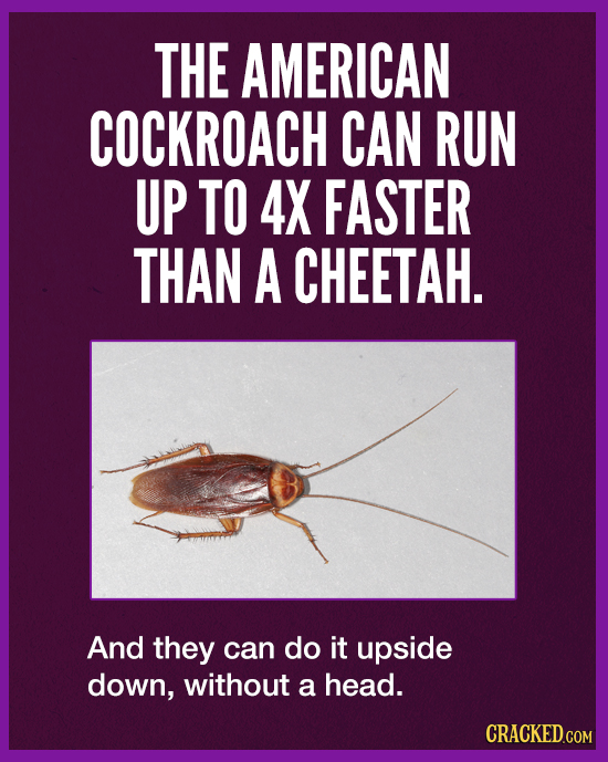 THE AMERICAN COCKROACH CAN RUN UP TO 4X FASTER THAN A CHEETAH. And they can do it upside down, without a head. CRACKED.COM 