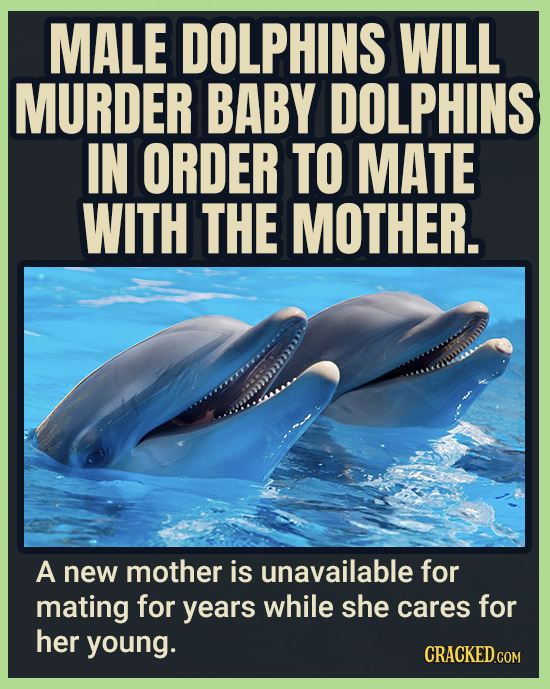 MALE DOLPHINS WILL MURDER BABY DOLPHINS IN ORDER TO MATE WITH THE MOTHER. A new mother is unavailable for mating for years while she cares for her you