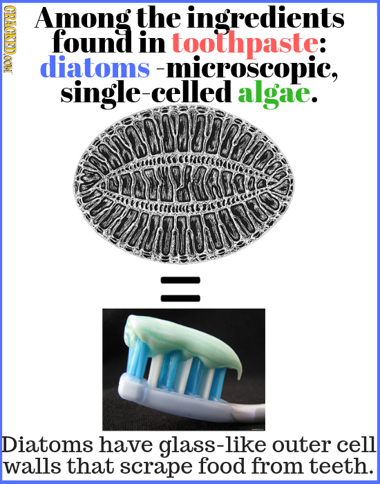 GRIGR Among the ingredients found in toothpaste: diatoms -microscopic, single-celled algae. Diatoms have glass-like outer cell walls that scrape food