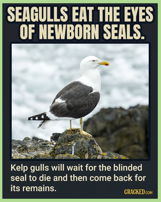 SEAGULLS EAT THE EYES OF NEWBORN SEALS. Kelp gulls will wait for the blinded seal to die and then come back for its remains.
