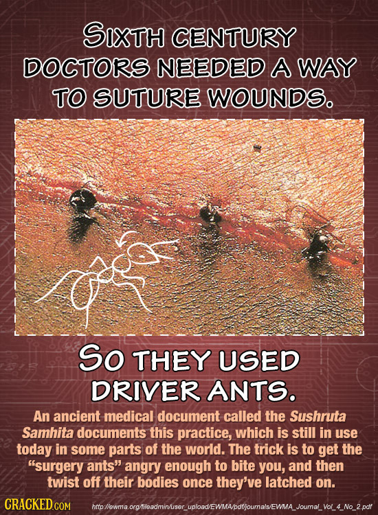 SIXTH CENTURY DOCTORS NEEDED A WAY TO SUTURE WOUNDS. So THEY USED DRIVER ANTS. An ancient medical document called the Sushruta Samhita documents this