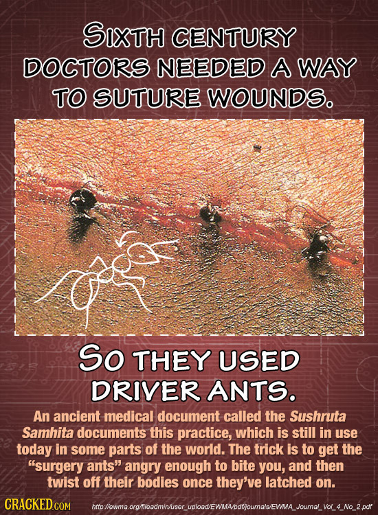 SIXTH CENTURY DOCTORS NEEDED A WAY TO SUTURE WOUNDS. So THEY USED DRIVER ANTS. An ancient medical document called the Sushruta Samhita documents this 