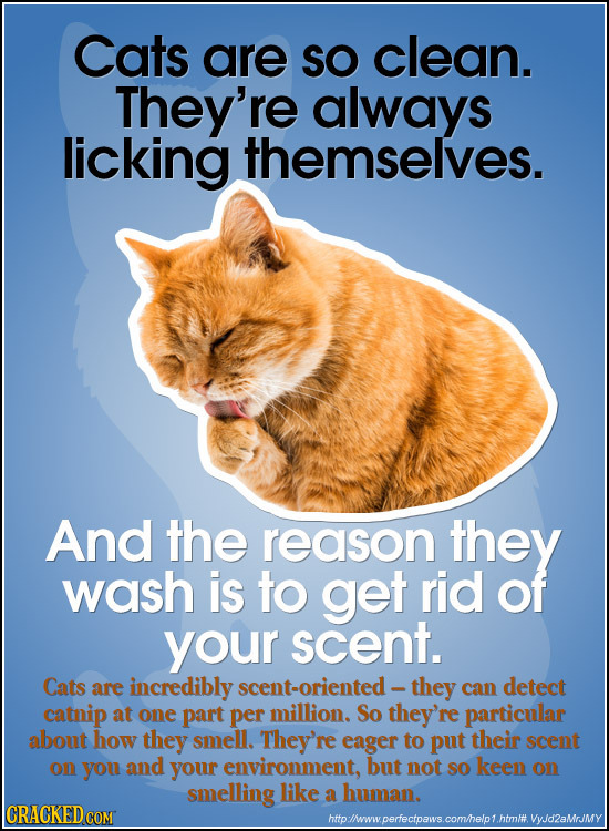 Cats are SO clean. They're always licking themselves. And the reason they wash is to get rid of your scent. Cats are incredibly scent-oriented - they 