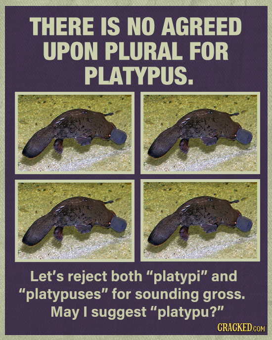 THERE IS NO AGREED UPON PLURAL FOR PLATYPUS. Let's reject both platypi and platypuses for sounding gross. May I suggest platypu? CRACKED COM 