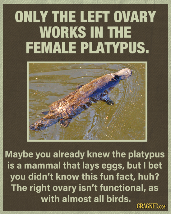 ONLY THE LEFT OVARY WORKS IN THE FEMALE PLATYPUS. Maybe you already knew the platypus is a mammal that lays eggs, but I bet you didn't know this fun f