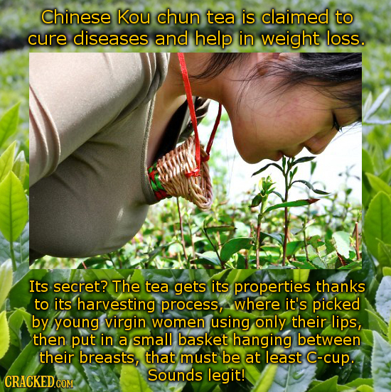 chinese Kou chun tea is claimed to cure diseases and help in weight loss. Its secret? The tea gets its properties thanks to its harvesting process, wh