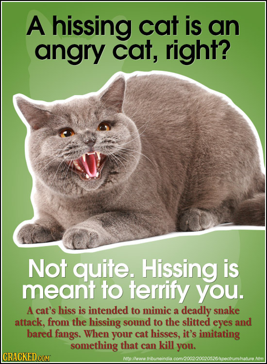 A hissing cat is an angry cat, right? Not quite. Hissing is meant to terrify you. A cat's hiss is intended to mimic a deadly snake attack, from the hi