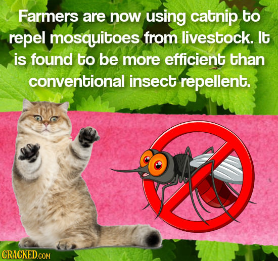Farmers are now using catnip to repel mosquitoes from livestock. lt is found to be more efficient than conventional insect repellent.