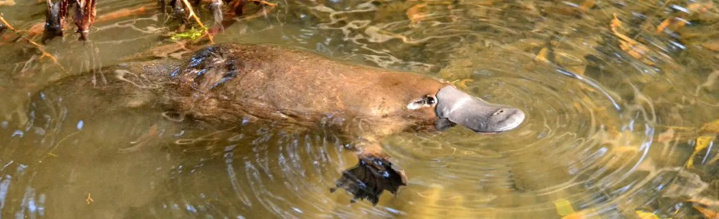 10 Ways The Platypus Is A Freak Of Nature