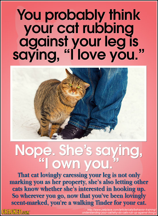 You probably think your cat rubbing against your leg is saying, I love you. Nope. She's saying, I own you. That cat lovingly caressing your leg is