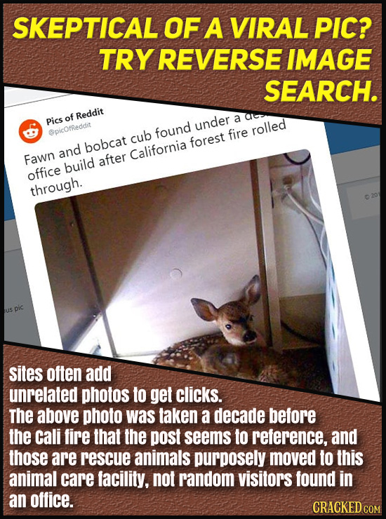 SKEPTICAL OF A VIRAL PIC? TRY REVERSE IMAGE SEARCH. of Reddit Pics under a @picoReddtit found rolled cub fire bobcat forest and California Fawn after