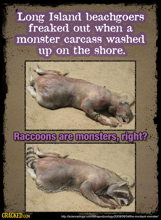 Long Island beachgoers freaked out when a monster carcass washed up on the shore. Raccoons are monsters, right? hto lscienceblonscomtetecodheologvooeo