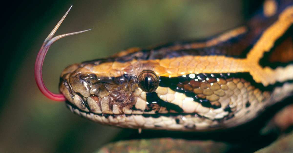 Unique Predators Animals 17 Amazing Animal Predators Straight From Your Nightmares | Cracked.com