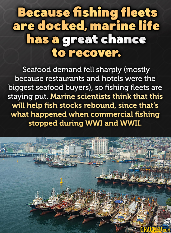 Because fishing fleets are docked, marine life has a great chance to recover. Seafood demand fell sharply (mostly because restaurants and hotels were