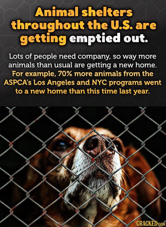 Animal shelters throughout the U.S. are getting emptied out. Lots of people need company, SO way more animals than usual are getting a new home. For e