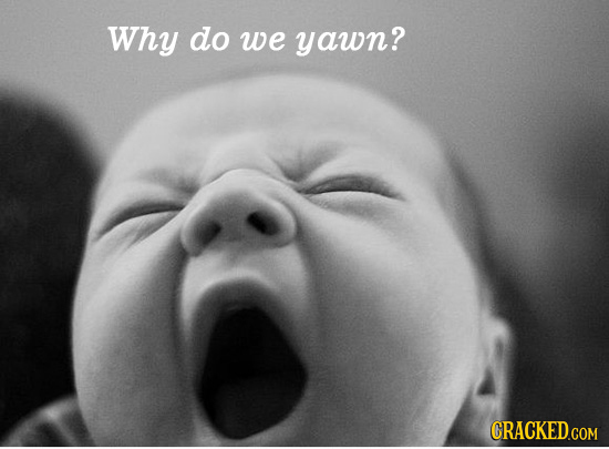 Why do we yawn? CRACKED COM 
