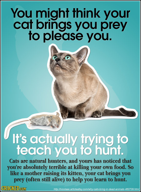 You might think your cat brings you prey to please you. It's actually trying to teach you to hunt. Cats are natural hunters, and yours has noticed tha