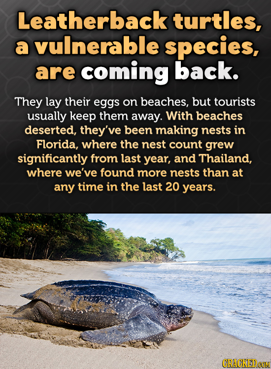 Leatherback turtles, a vulnerable species, are coming back. They lay their eggs on beaches, but tourists usually keep them away. With beaches deserted