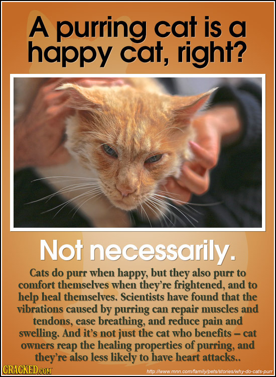 A purring cat is a happy cat, right? Not necessarily. Cats do purr when happy, but they also purr to comfort themselves when they're frightened, and t