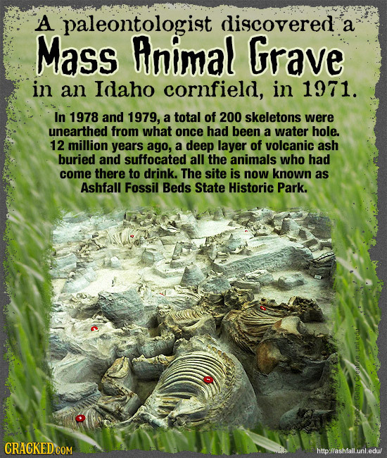 A paleontologist discovered a Mass Animal Grave in an Idaho cornfield, in 1971. In 1978 and 1979, a total of 200 skeletons were unearthed from what on