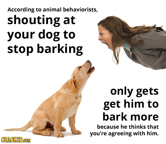 According to animal behaviorists, shouting at your dog to stop barking only gets get him to bark more because he thinks that you're agreeing with him.