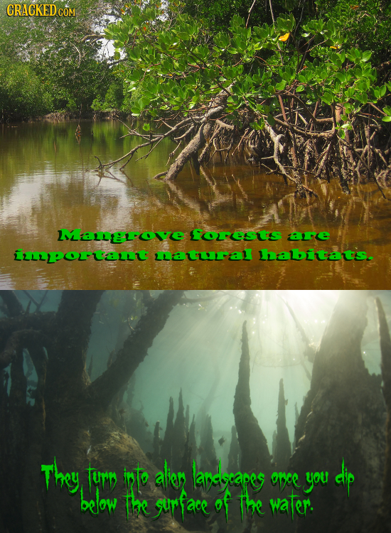 CRACKED COM Mangrove Forests are imporant mnatural habitats. They turn into alier lardecapee dip once you below The gurfaee of The water. 
