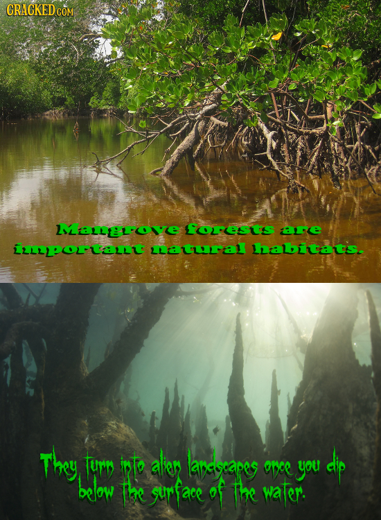 CRACKED COM Mangrove Forests are imporant mnatural habitats. They turn into alier lardecapee dip once you below The gurfaee of The water.