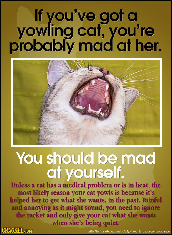 If you've got a yowling cat, you're probably mad at her. You should be mad at yourself. Unless cat has a medical problem the a or is in heat, most lik