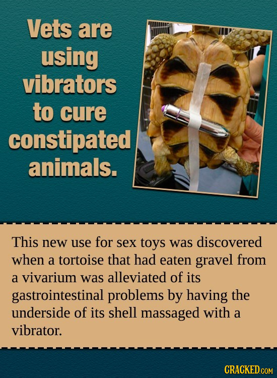 Vets are using vibrators to cure constipated animals. This new use for Sex toys was discovered when a tortoise that had eaten gravel from a vivarium w