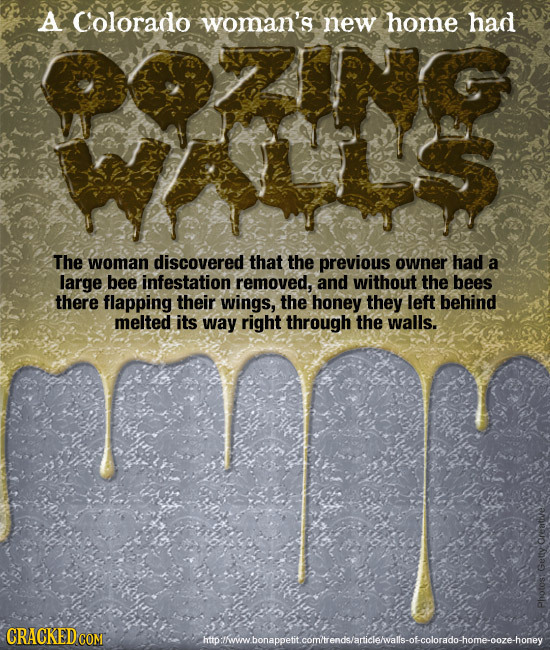 A Colorado woman's new home had The woman discovered that the previous owner had a large bee infestation removed, and without the bees there flapping