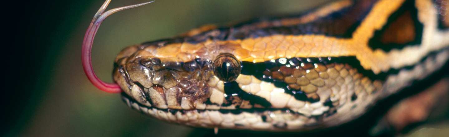17 Amazing Animal Predators Straight From Your Nightmares
