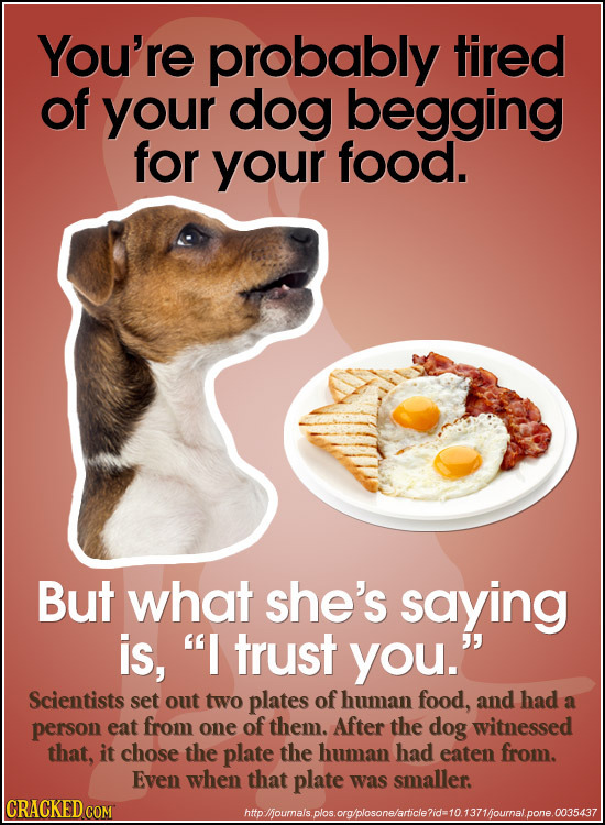 You're probably tired of your dog begging for your food. But what she's saying is, I trust you. Scientists set out two plates of human food, and had