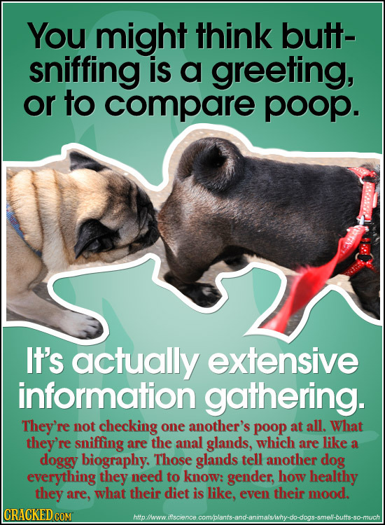 You might think butt- sniffing is a greeting, or to compare poop. It's actually extensive information gathering. They're not checking one another's po